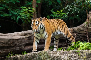 Hayvanat bahçesindeki kaplan