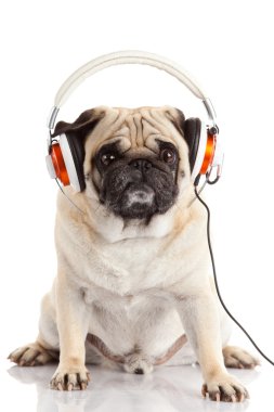 Köpek müzik dinliyor..