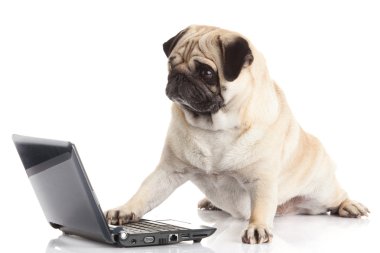 Laptoplu Pug Dog..