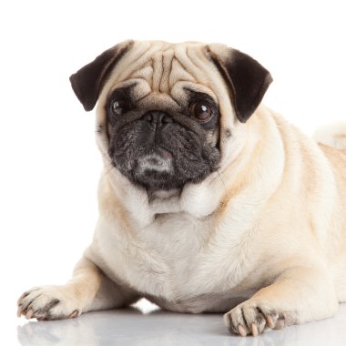 Pug Dog beyaz arkaplanda izole edildi