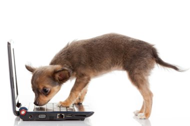 bir dizüstü bilgisayar önünde bir tatlı chihuahua köpek portresi