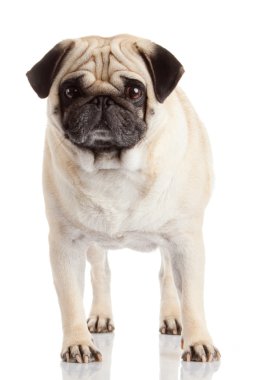 Pug Dog beyaz arkaplanda izole edildi