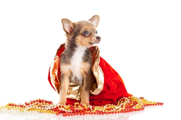 Chihuahua puppy for Christmas — Stock Photo, Image