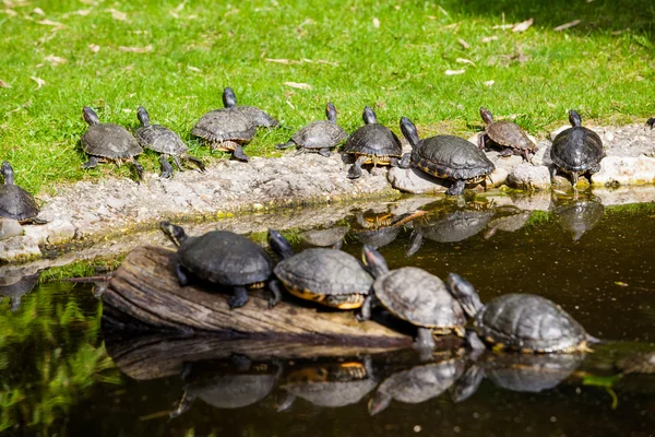sunning kaplumbağaları. Kaplumbağa güneşlenmek yapıyor
