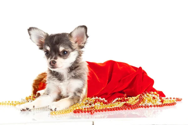 Cucciolo di chihuahua per Natale — Foto Stock