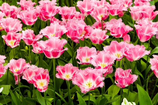 Schönes Tulpenfeld. schöne Frühlingsblumen. — Stockfoto