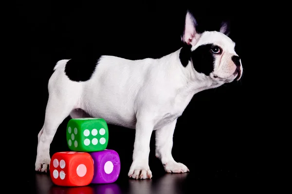 Französische Bulldogge auf schwarzem Hintergrund . — Stockfoto