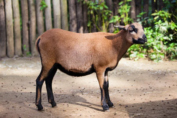 Goat at the zoo — Stock Photo, Image