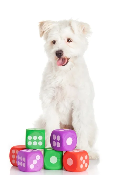 Funny dog with toys isolated on white — Stock Photo, Image