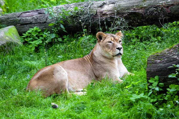 Lioness — Stock Photo, Image