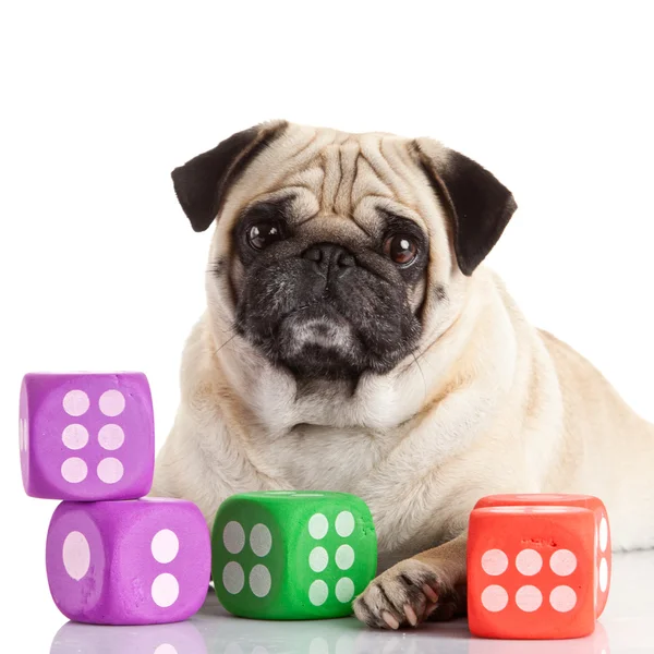 Pug dog isolated on a white background — Stock Photo, Image