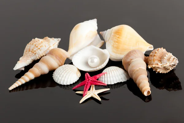 The exotic sea shell . treasure from the sea — Stock Photo, Image