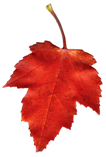 beyaz izole renkli sonbahar bırak.