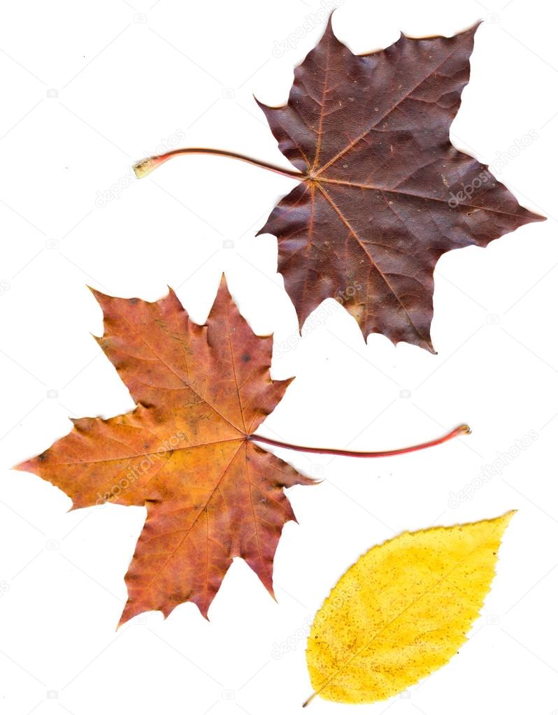 Collection beautiful colorful autumn leaves isolated on white