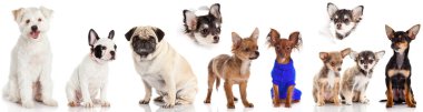 Köpekler Grubu