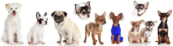 Group of dogs — Stock Photo, Image