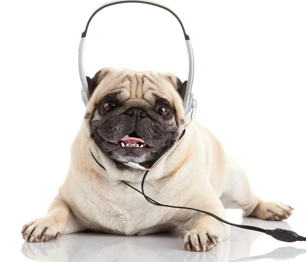 Dog listening to music — Stock Photo, Image