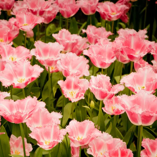 Kolorowe tulipany. — Zdjęcie stockowe