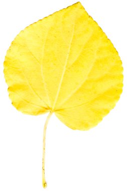 beyaz izole renkli sonbahar bırak.