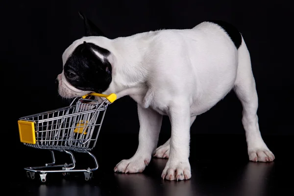 Bulldog francese che gioca con un carrello del supermercato. Divertente poco fare — Foto Stock