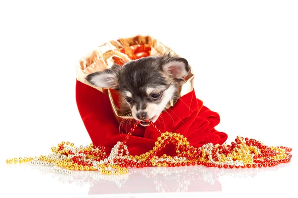 Szczeniak Chihuahua na Boże Narodzenie — Zdjęcie stockowe