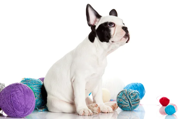 Cachorrinho Bulldog francês com bolas de lã — Fotografia de Stock