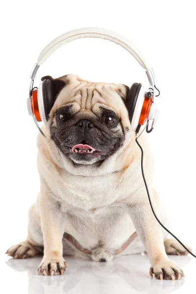 Dog listening to music. — Stock Photo, Image