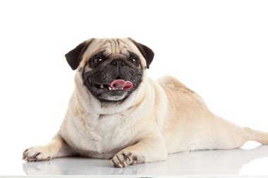pug dog isolated on a white background clipart