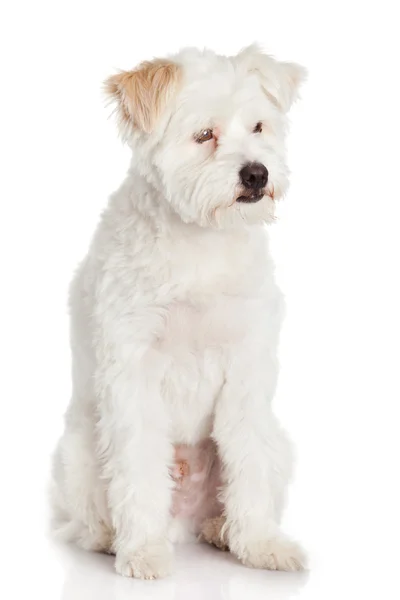 Cão bonito isolado no fundo branco — Fotografia de Stock