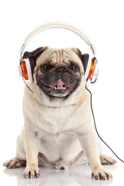 Cão ouvindo música. — Fotografia de Stock