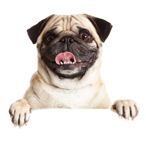 Pug Dog con cartelera en blanco . Imágenes De Stock Sin Royalties Gratis