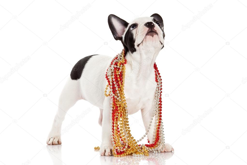 French Bulldog wearing jewelery on white background.