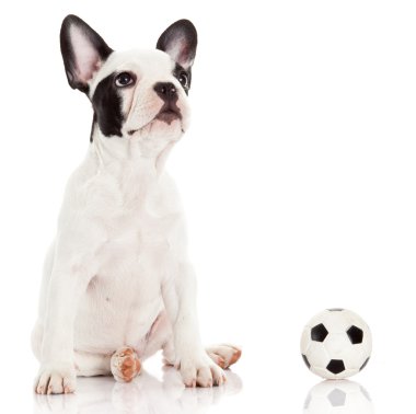 Fransız bulldog köpek oyuncak topu yere beyaz ile