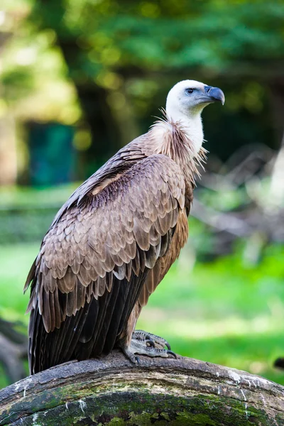 Eurasian griffon. vulture — Stok fotoğraf