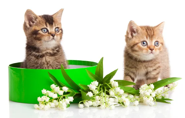 Kittens in green gift box isolated on white. — Stock Photo, Image