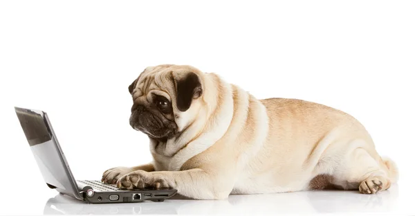 Mops Hund mit Laptop. — Stockfoto