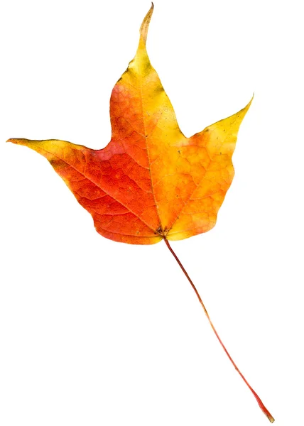 多彩的秋叶上白色孤立. 免版税图库图片