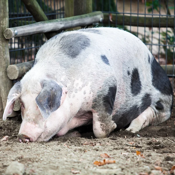 Hayvanat bahçesinde domuz — Stok fotoğraf