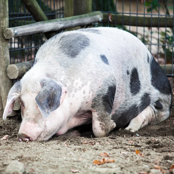 Cochon au zoo — Photo