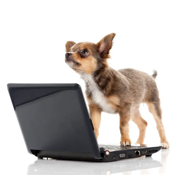 Portrait of a cute chihuahua dog in front of a laptop on white — Stock Photo, Image