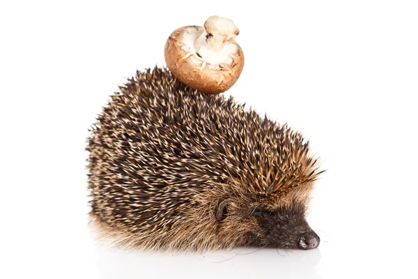 Hedgehog on a white background. Hedgehog with mushroom — Stock Photo, Image