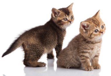 beyaz zemin üzerinde iki yavru kedi