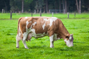 koe in het veld. koe grazen in verse weiden