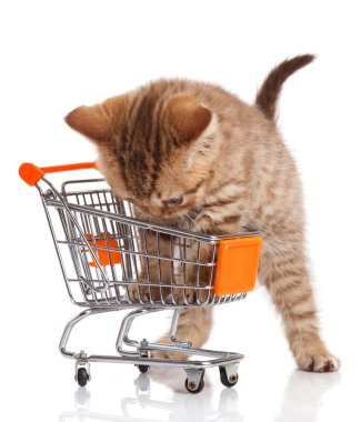 alışveriş sepeti üzerine beyaz izole ile İngiliz kedi.
