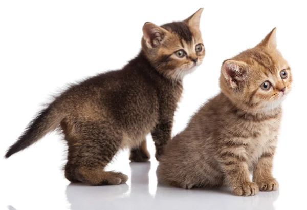 Beyaz zemin üzerinde iki yavru kedi — Stok fotoğraf