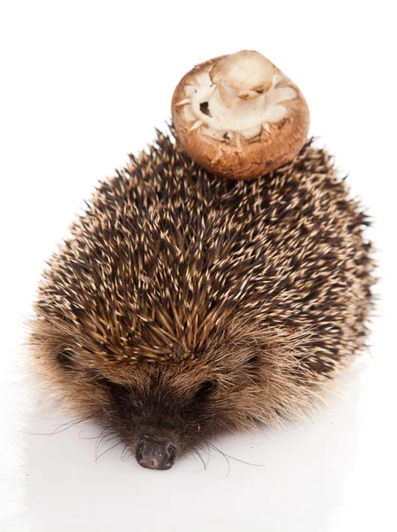 Hedgehog on a white background. Hedgehog with mushroom — Stock Photo, Image