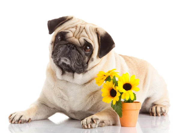 Pug Dog isolado em um fundo branco — Fotografia de Stock