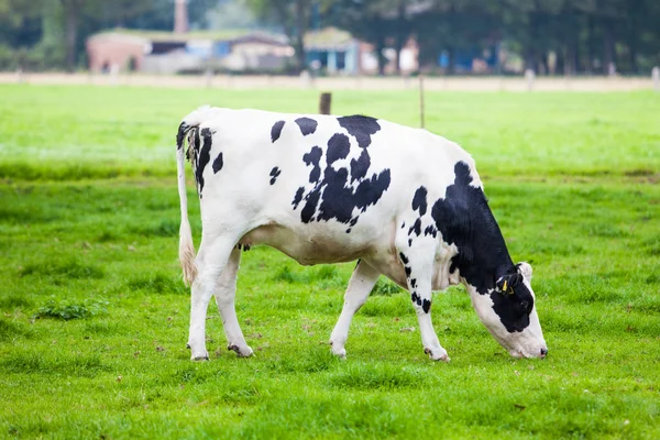 Корова в полі. Пасовище корови у свіжих пасовищах — стокове фото