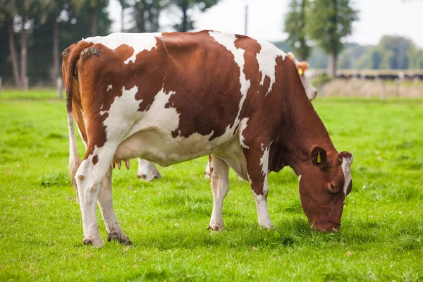 Vaca no campo. Pastagens de vacas em pastagens frescas — Fotografia de Stock