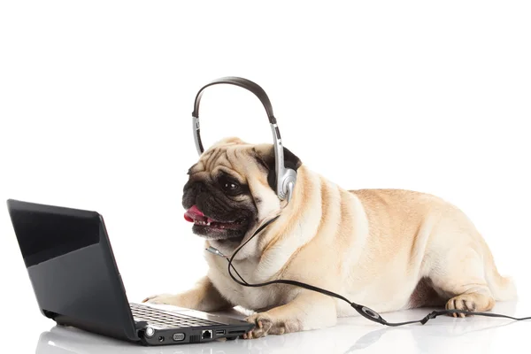 Pug Dog met laptop. — Stockfoto